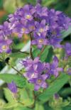Campanula lactiflora 'Prichard’s Variety' - zvonek bělokvětý (READERS DIGEST VÝBĚR)