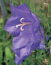 Campanula persicifolia - zvonek broskvolistý (READERS DIGEST VÝBĚR)