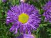 Erigeron 'Sommerabend' - turan
