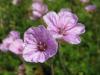 Erodium 'Country Park' - pumpava