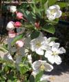 Malus 'Evereste' PERPETU® - okrasná jabloň