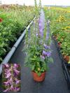 Campanula prenanthoides 'Cambell Blue' - zvonek (SYNGENTA FLOWERS)