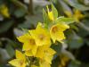 Lysimachia punctata - vrbina