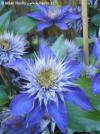Clematis 'Multi Blue' - plamének