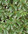 Pieris japonica 'Variegata' - pieris