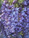 Wisteria floribunda 'Violacea Plena' - japonská vistárie