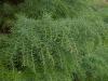Cryptomeria japonica - kryptomerie japonská