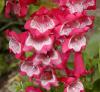 Trvalky: Penstemon - dračík