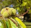 Castanea sativa - kaštovník jedlý