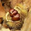 Castanea sativa - kaštanovník jedlý