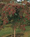 Cotoneaster frigidus 'Cornubia' - skalník chladnomilný (READERS DIGEST VÝBĚR)