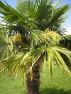 Trachycarpus fortunei - žumara ztepilá (EXOTICKÁ ZAHRADA)