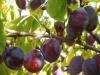 Prunus domestica 'Hamanova' - švestka (ŠKOLKA PŘÍBOR)