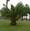 Phoenix canariensis - datlovník kanárský
