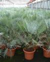Palmy - generativní množení palem: kultivace Chamaerops humilis var.Cerifera (Palmy a cycasy)