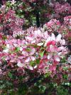 Malus 'Profusion' - okrasná jabloň