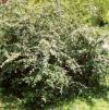 Cotoneaster salicifolius - skalník vrbolistý