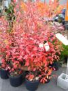 Aronia arbutifolia 'Brilliant' - arónie, temnoplodec