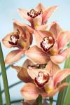 Orchideje: Cymbidium (TIP ZC CS)