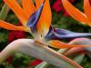 Strelitzia - strelicie