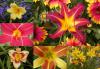 Trvalky: Hemerocallis - denivka