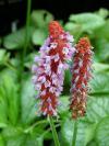 Trvalky: Primula vialii - prvosenka orchidejová