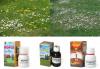 Trávník: plevelné rostliny v trávníku, herbicidy