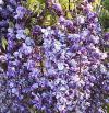 Wisteria floribunda 'Violacea Plena' - vistárie květnatá