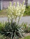 Yucca filamentosa - juka vláknitá