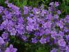 Campanula portenschlagiana - zvonek Portenschlagův