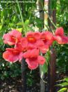 Campsis radicans - trubač