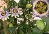 Passiflora - mučenka