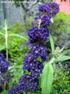Buddleja davidii 'Black Knight' - motýlí keř, komule davidova