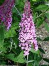 Buddleja davidii 'Pink Delight' - motýlí keř, komule davidova