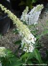 Buddleja davidii 'White Profusion' - motýlí keř, komule Davidova