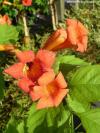 Campsis radicans 'Speciosa' - trubač
