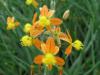Bulbine frutescens 'Medicus' - bulbine