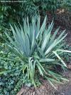 Yucca filamentosa - juka vláknitá