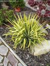 Yucca flaccida 'Golden Sword' - juka vláknitá