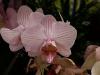 Orchideje: Phalaenopsis
