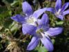 Campanula poscharskyana 'Blue Gown' - zvonek