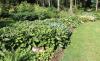 Trvalky s krásnými listy: bohyška (Hosta, Funkia) obr. 1 (CPRESS)