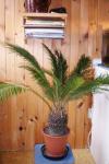 Cycas revoluta - cykas [foto_1]