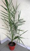 Phoenix dactylifera - datlovník obecný [foto_1]