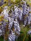 Wisteria sinensis 'Prolific' - vistárie čínská