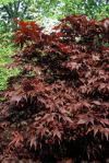 Malokorunné stromy s červenými listy: Acer palmatum 'Bloodgood' (TIP ZC CS)