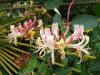 Lonicera - zimolez