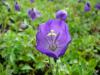 Campanula pulloides 'G. F. Wilson' - zvonek