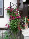 Plaménky: Clematis sp.