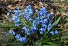 Scilla sibirica - ladoňka sibiřská (PROVOBIS)